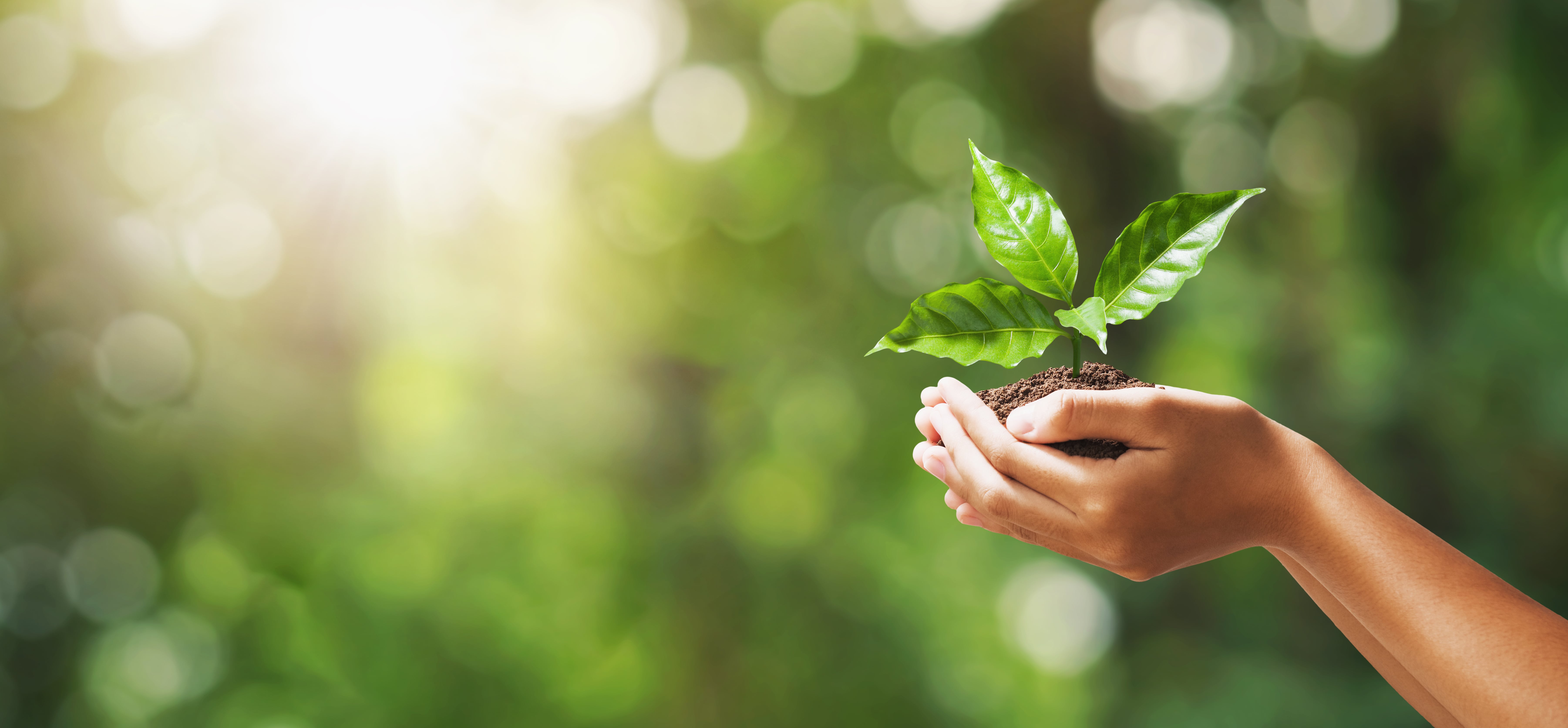 EcoAmber: The Sustainable Solution You Can Trust
